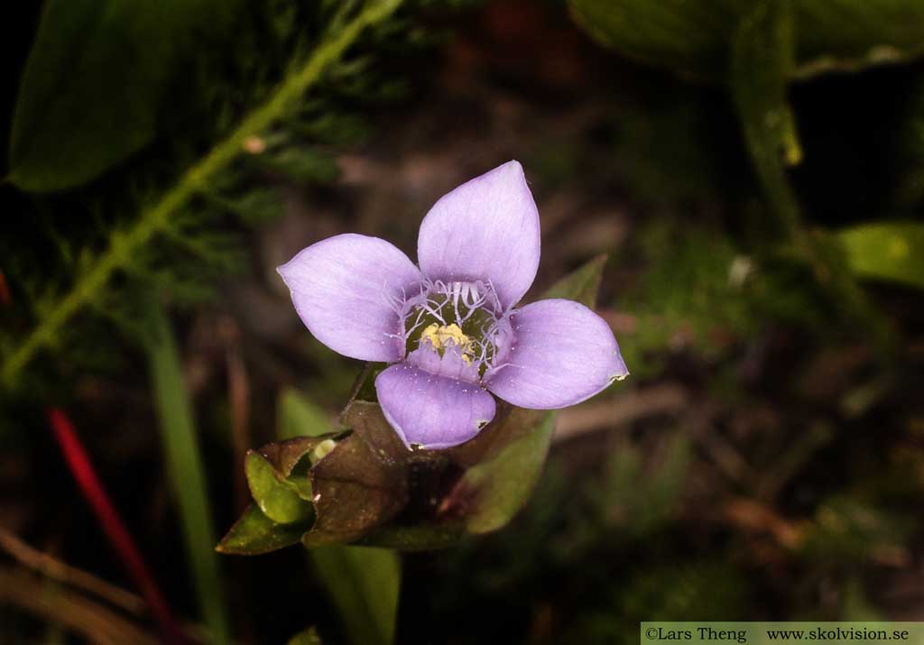 Fältgentiana, Gentianella campestris